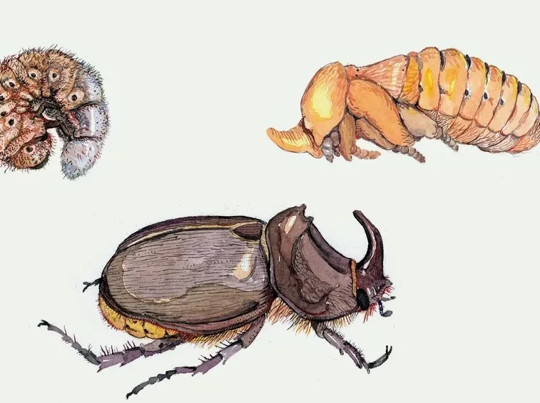 Ciclo vitale scarabeo