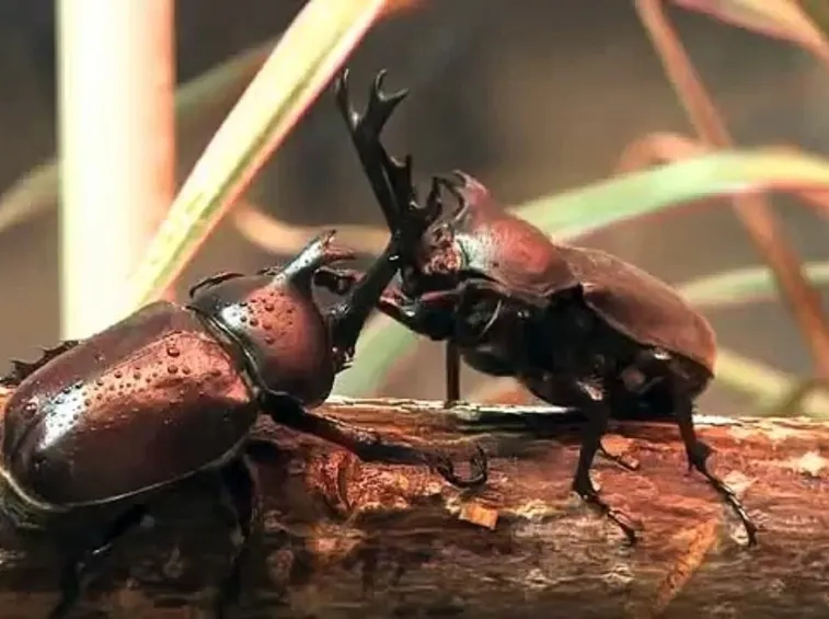 Scontro scarabei rinoceronte