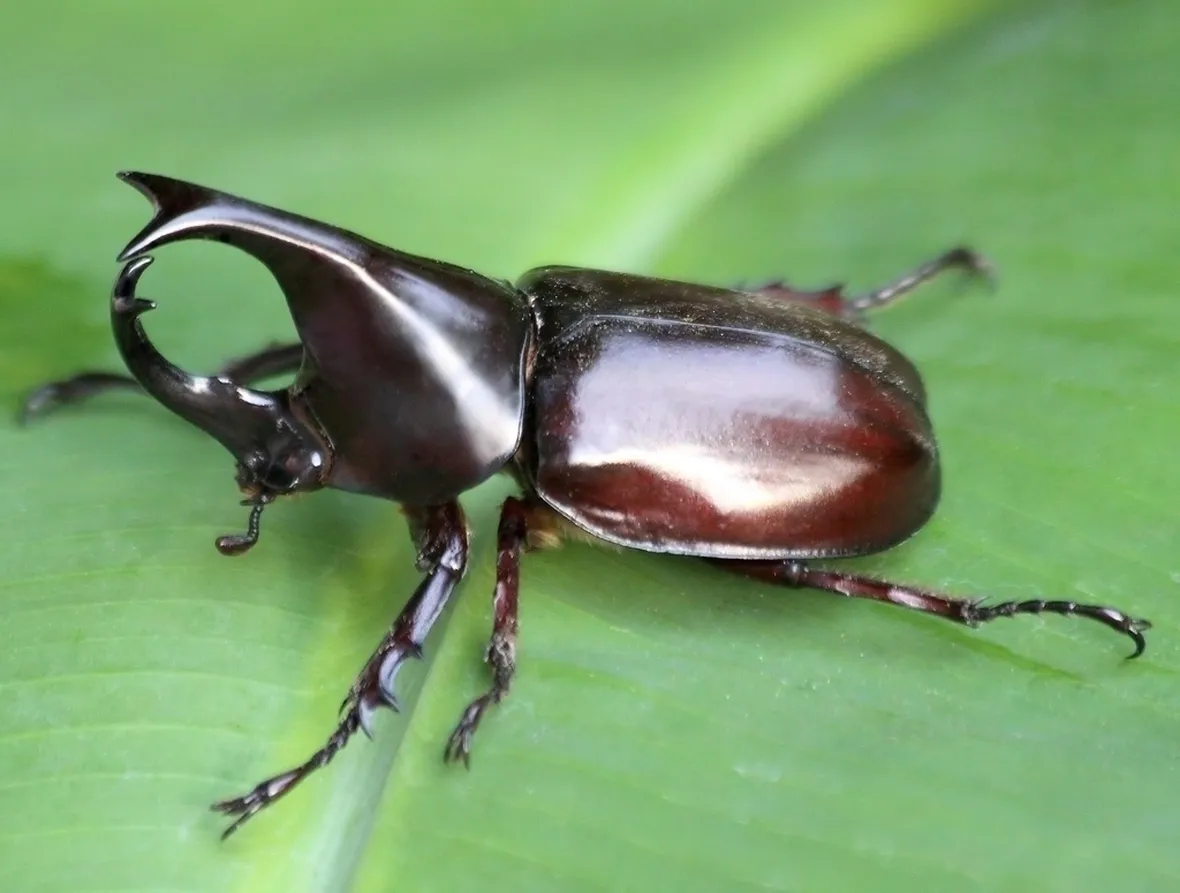 Scarabeo rinoceronte