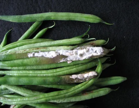 sclerotinia1