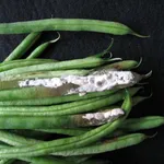 sclerotinia1