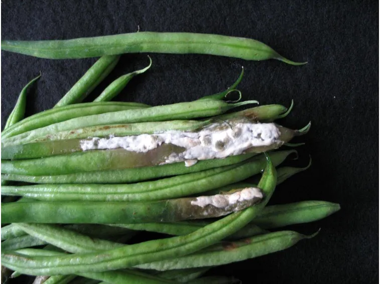 sclerotinia1