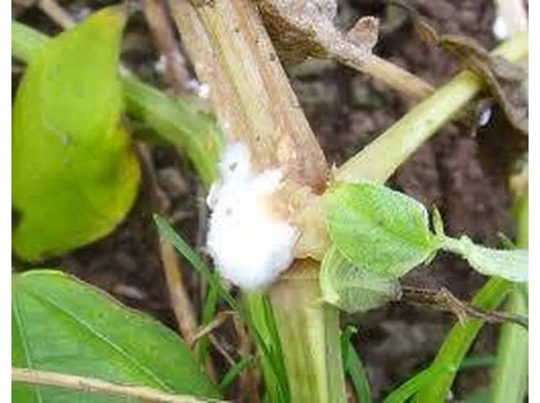 sclerotinia2
