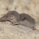 toporagno