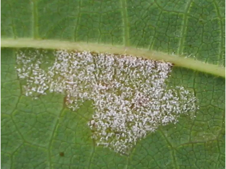 Peronospora della vite