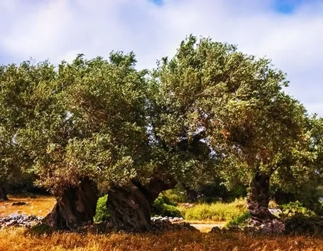 Alberi ulivi