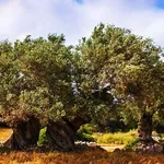 Alberi ulivi