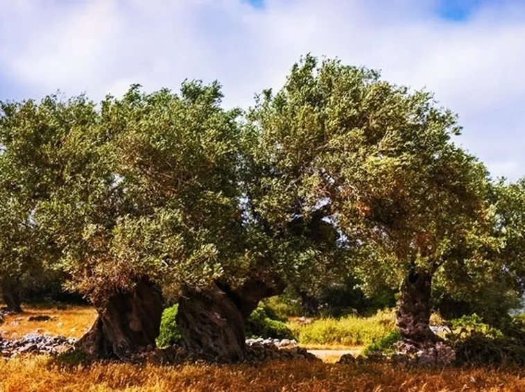 Alberi ulivi