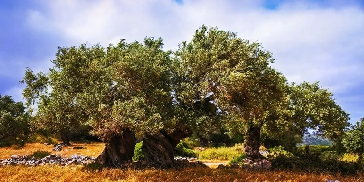 Alberi ulivi