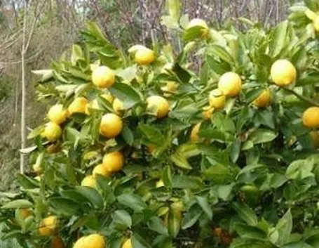 limone1