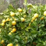 limone1