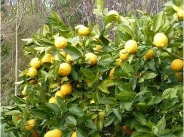 limone1