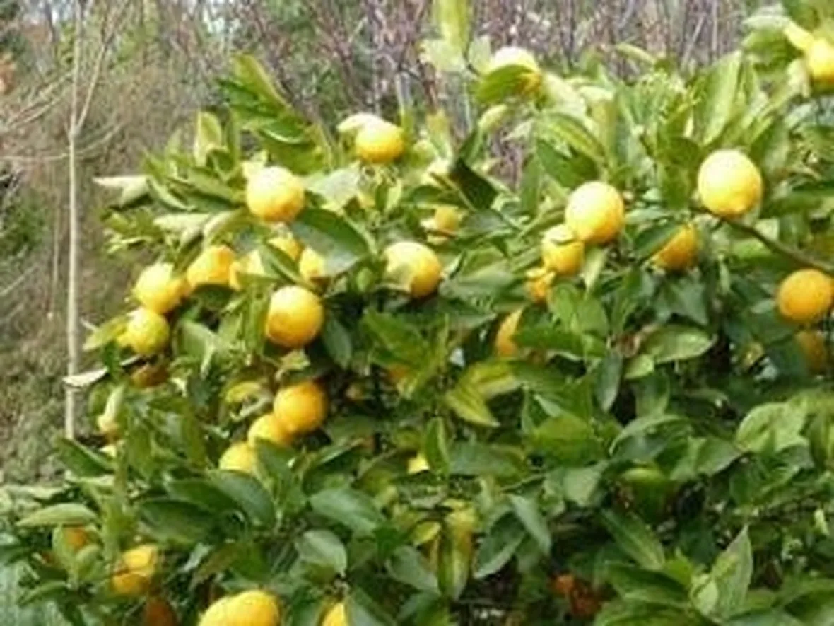 limone1