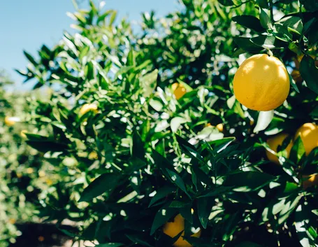 Albero limoni