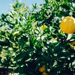 Albero limoni