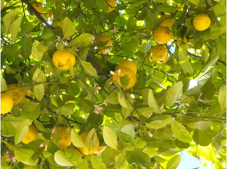 Pianta limoni