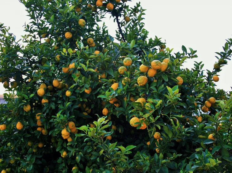 Limoni