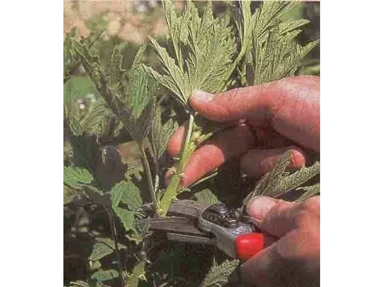 potaturagerani-1