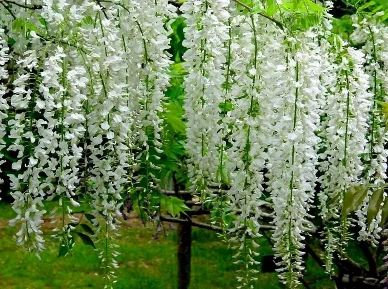 glicine sinensis alba