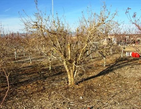Potatura melograno albero