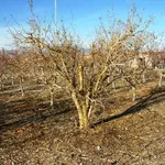 Potatura melograno albero
