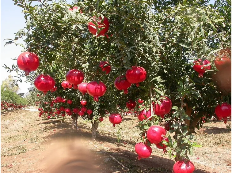 Melograni maturi