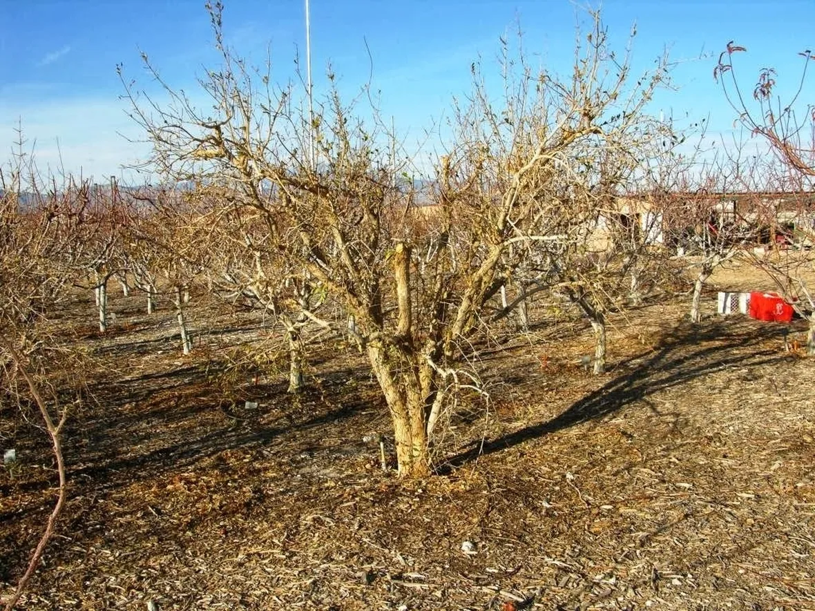 Potatura melograno albero