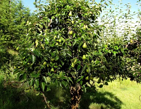 Albero pero