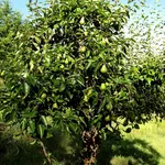 Albero pero