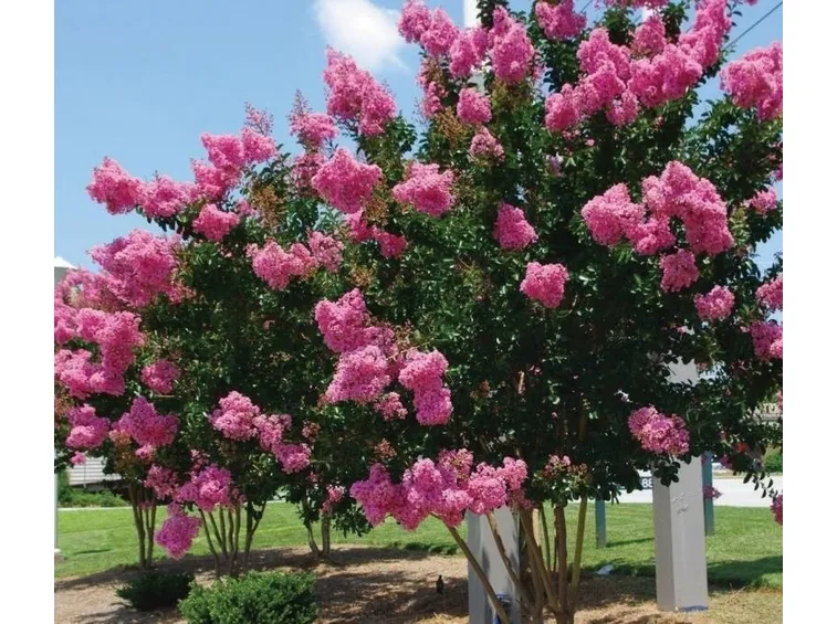 lagerstroemia1