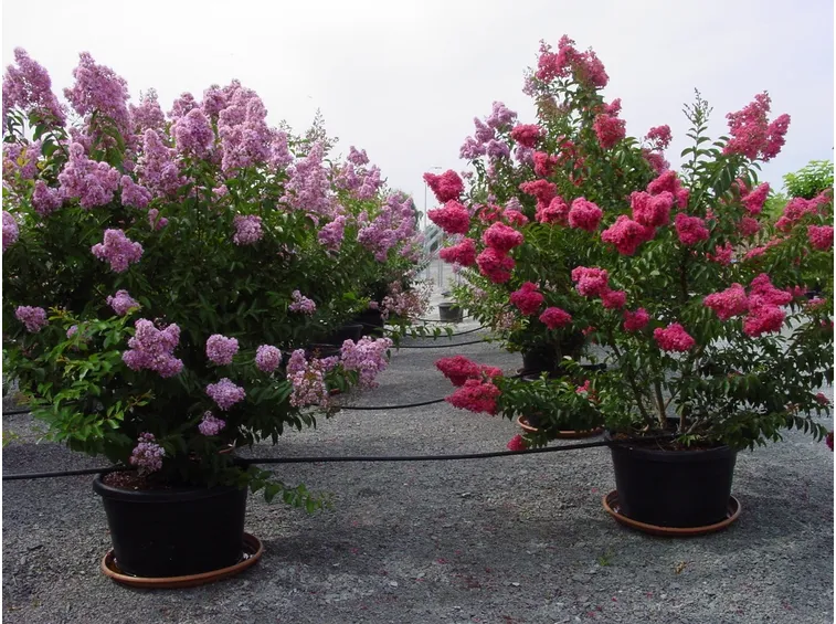 pianta di lagerstroemia