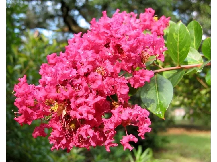 potatura lagerstroemia