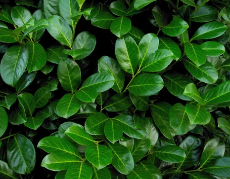 lauroceraso