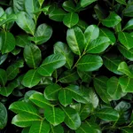lauroceraso