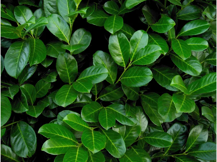 lauroceraso