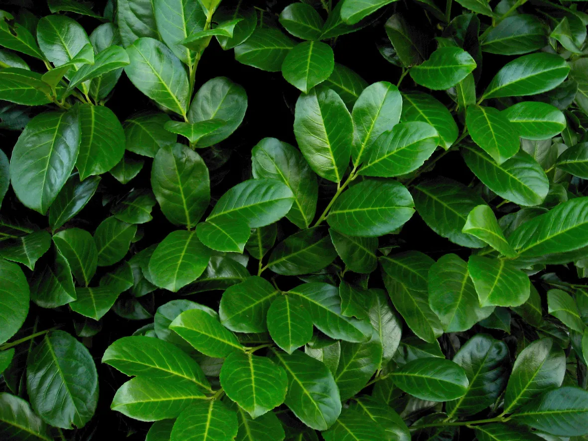lauroceraso