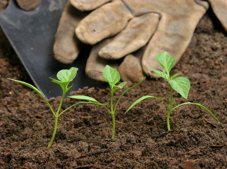 Cospargere fertilizzante