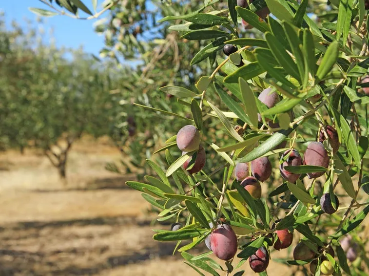 Olive pianta