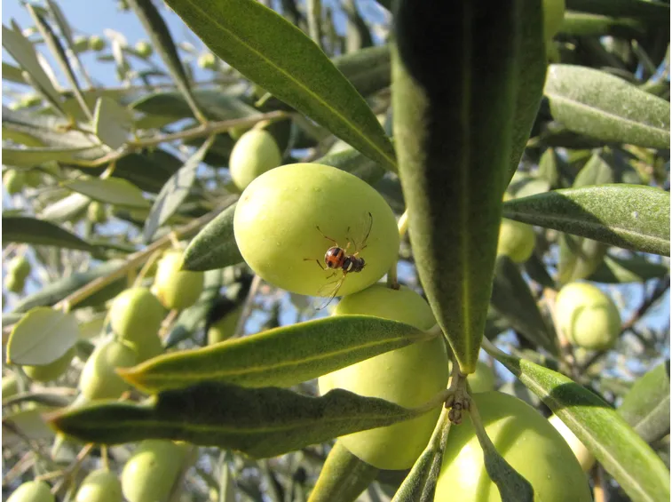 Mosca ulivo