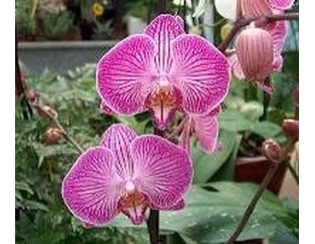 phalaenopsispotatura1