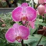 phalaenopsispotatura1