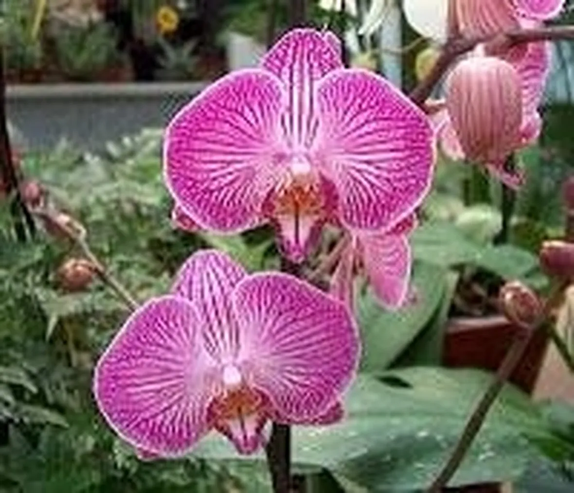 phalaenopsispotatura1