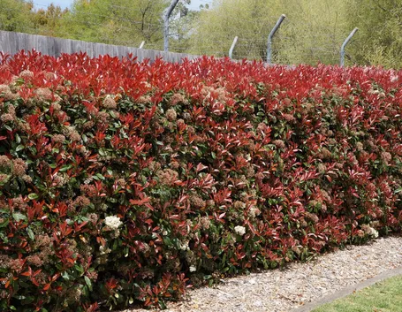 photinia red robin