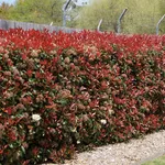 photinia red robin