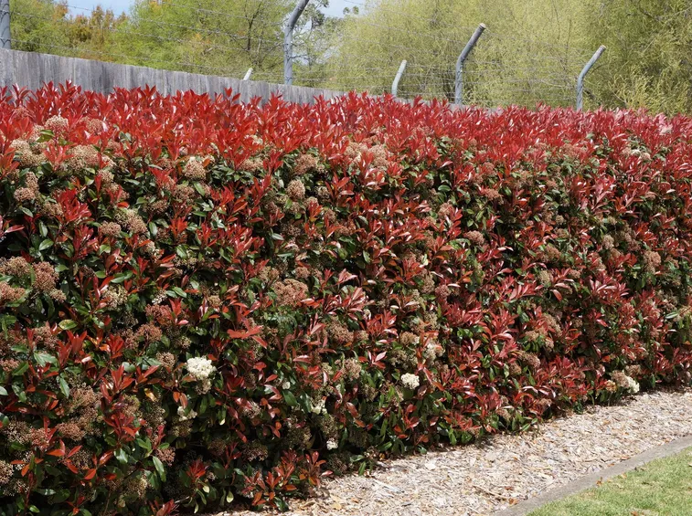 photinia red robin