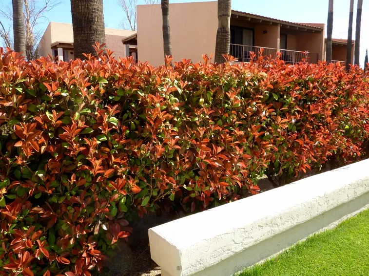 photinia siepe