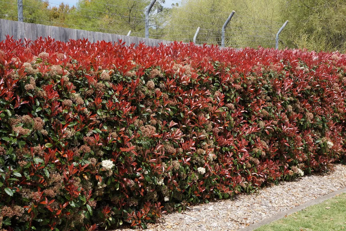 photinia red robin