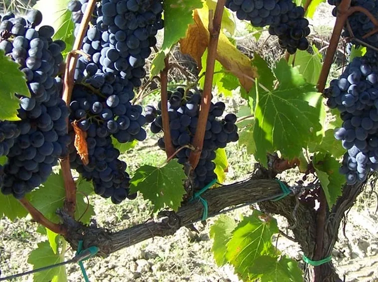 Uva raccolto