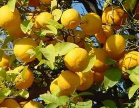 Limoni raccolto