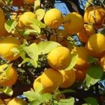 Limoni raccolto